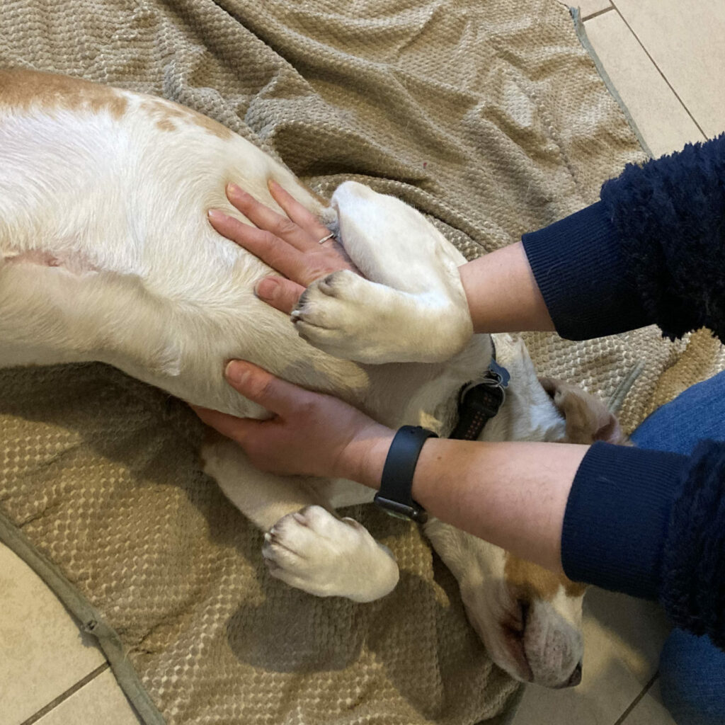 Massage canin