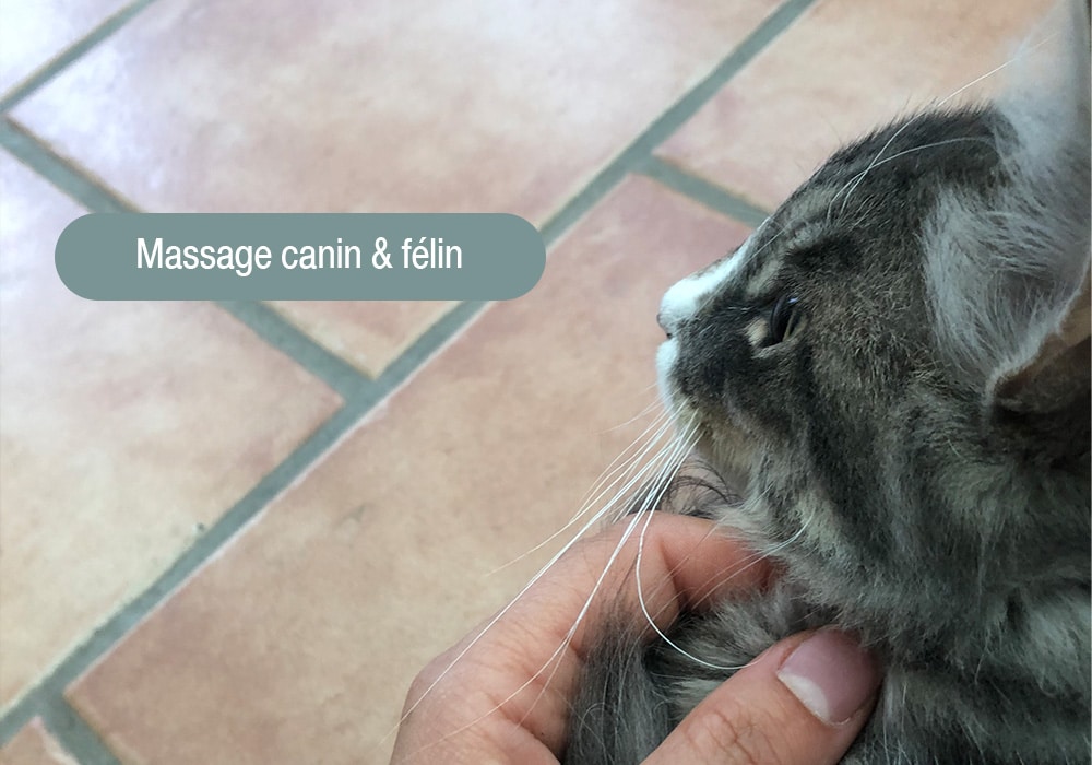 Massages canins félins