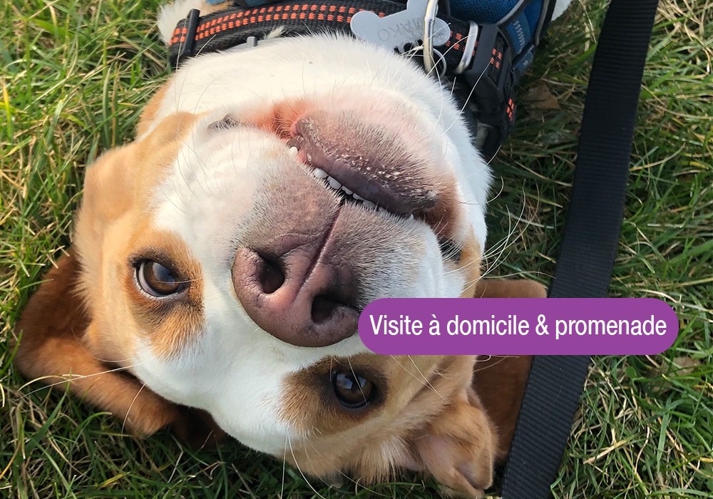 Pet-sitting, visites, promenades à domicile