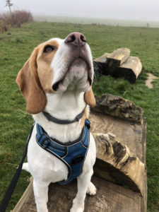 promenade et visite canin