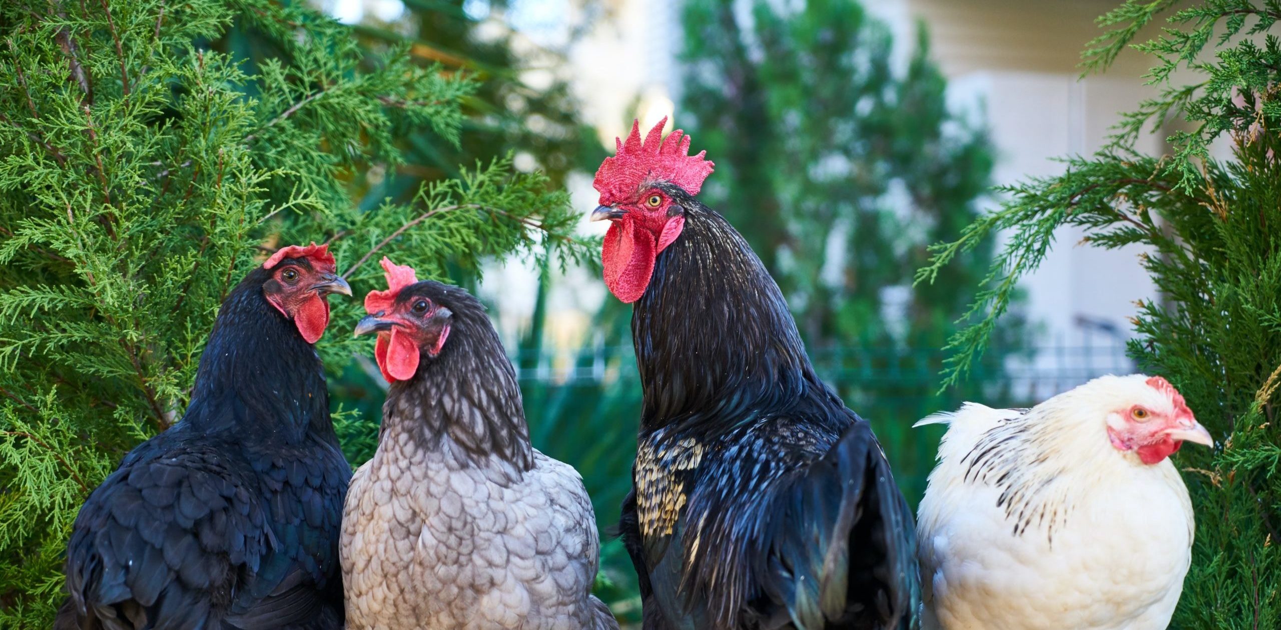 chiens chats poules contact