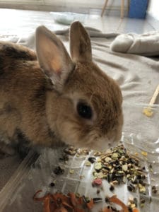 Pet-sitting, visites à domicile lapin